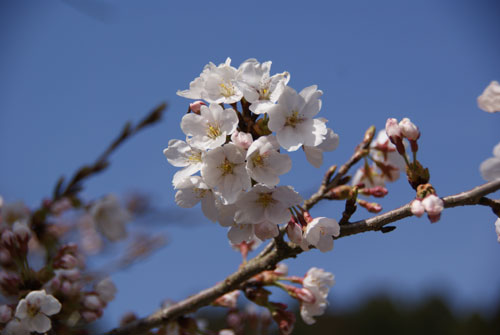 鞍馬　雲珠（うず）桜