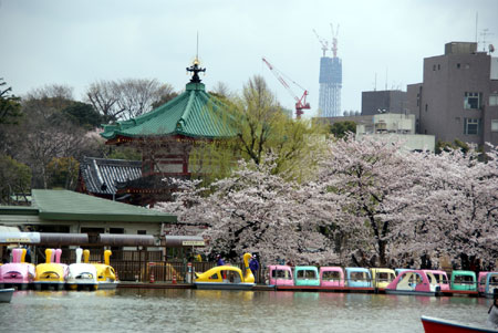 上野は桜日和