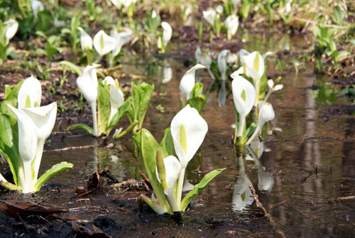 尾瀬・水芭蕉