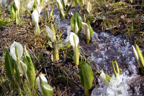 水芭蕉の森