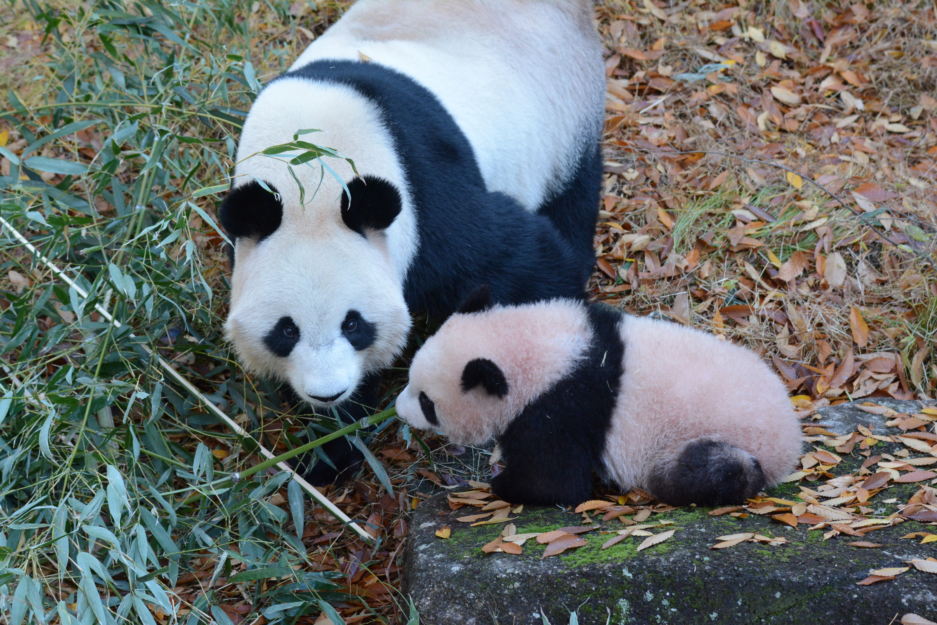 提供＝（公財）東京動物園協会