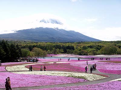 シバザクラ