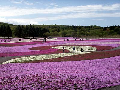 シバザクラ