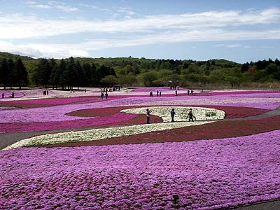 シバザクラ