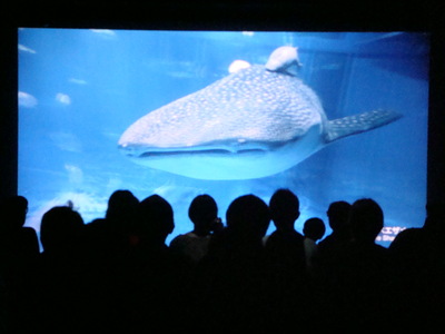 41st Sony Aquarium 2008