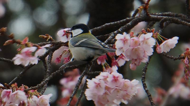 寒桜