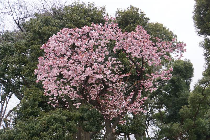 寒桜