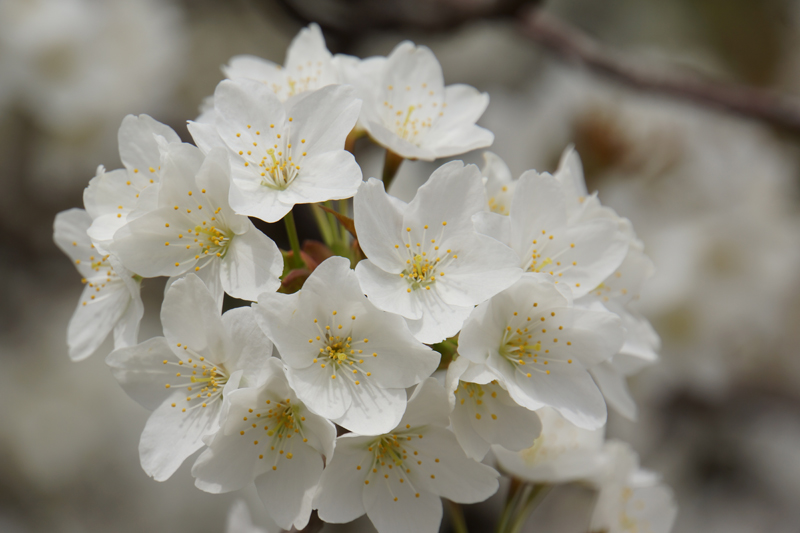 大島桜.JPG