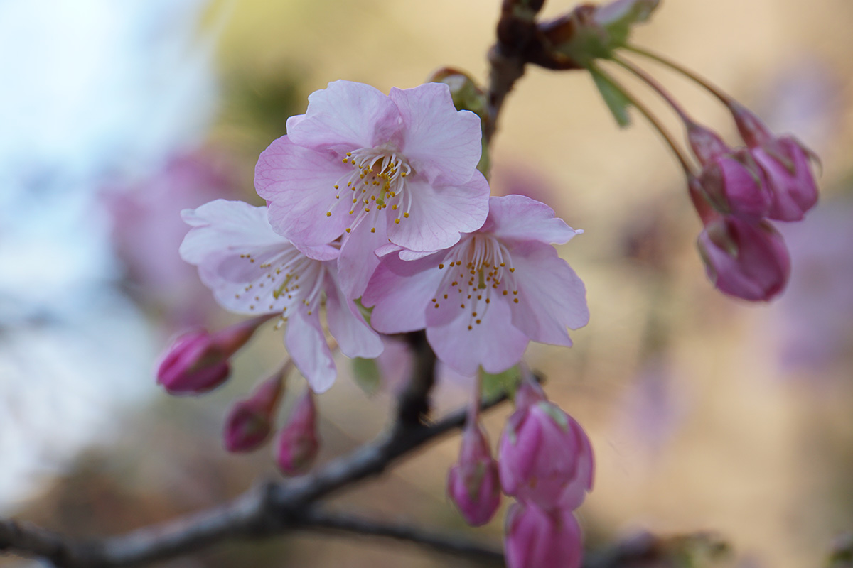 河津桜　2・8 (1).JPG