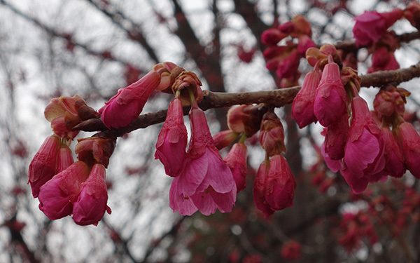 寒緋桜　2.29.JPG