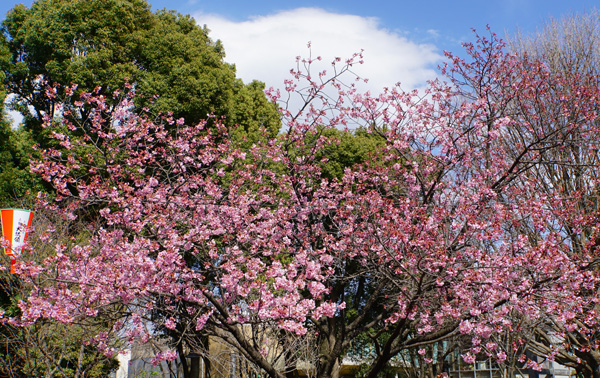 DSC08017.JPG