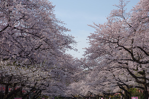 染井吉野（ソメイヨシノ）桜見頃。2016.4.1.JPG