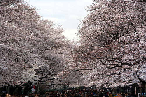 上野公園　基準木の桜花