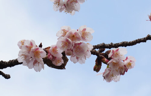 1月24日　寒桜-(1).jpg