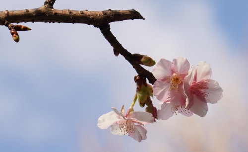 1月28日　河津桜 (1).JPG