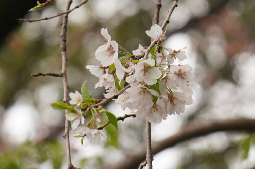 4月1日　新種枝垂れ桜.JPG