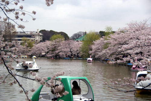 上野公園の不忍池でも桜！