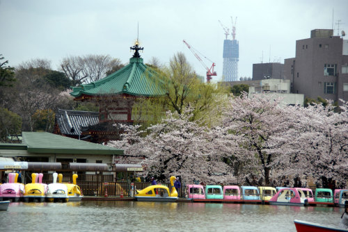 不忍池（不忍通り側）から弁天堂を望むと、桜と遠方に日本一の高さになった、建設中の東京スカイツリーも見える！