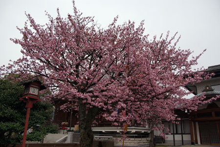 満開の御車返しの桜