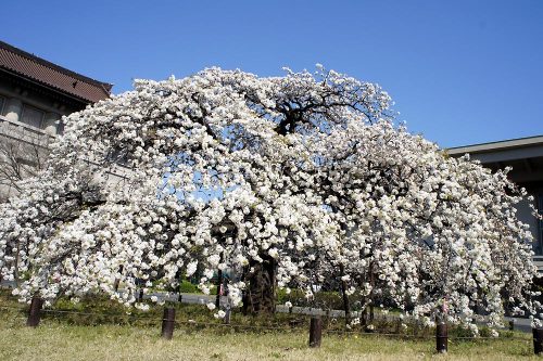 吉野枝垂桜