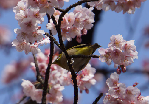 寒桜