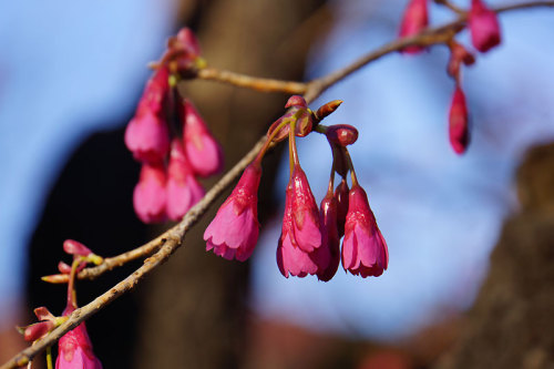 寒緋桜