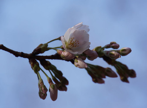 枝垂桜