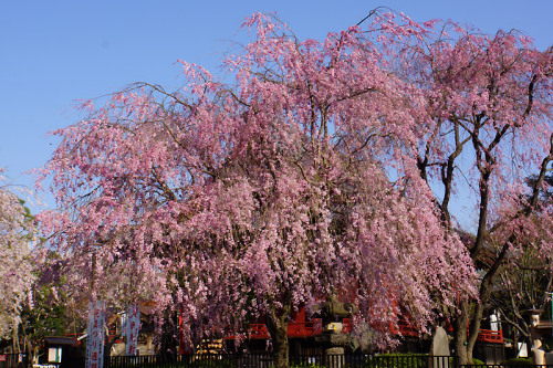 八重紅枝垂桜