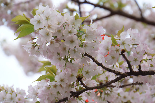 苔清水桜