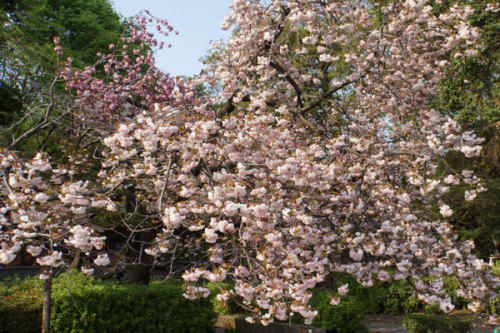 普賢象桜