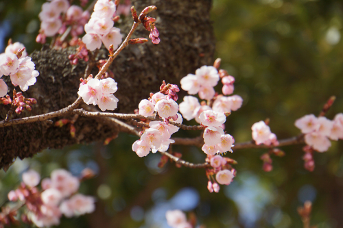 桜