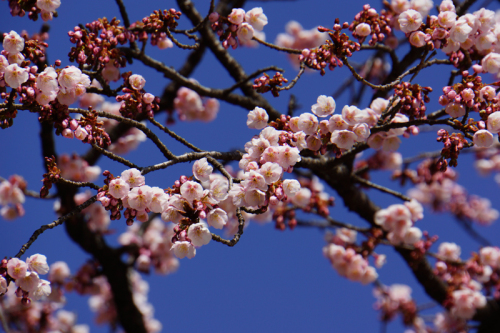 寒桜が５分咲