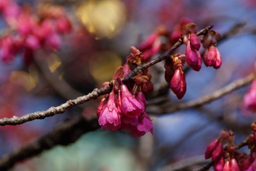 寒緋桜