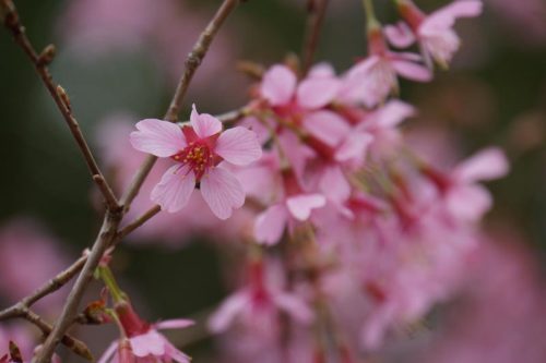 「おかめ」桜！