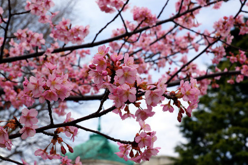 河津桜