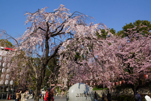 大寒桜