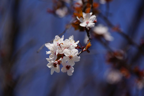 赤葉桜