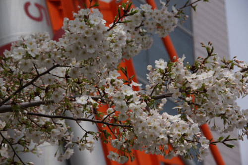 天城吉野