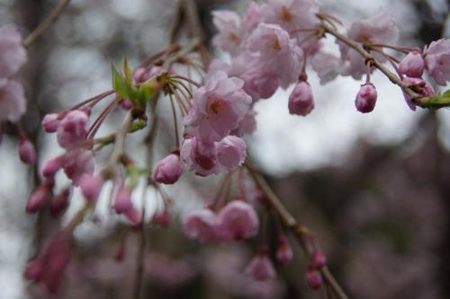 八重紅枝垂桜