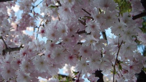 正福寺桜