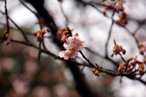 上野恩賜公園の寒桜