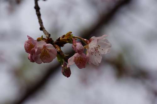 上野恩賜公園の大寒桜