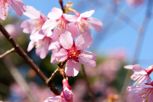 おかめ桜