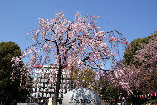 おかめ桜