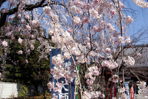 枝垂れ桜