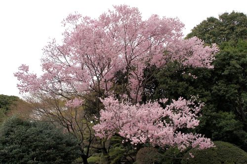 正福寺桜