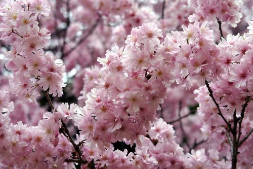 正福寺桜