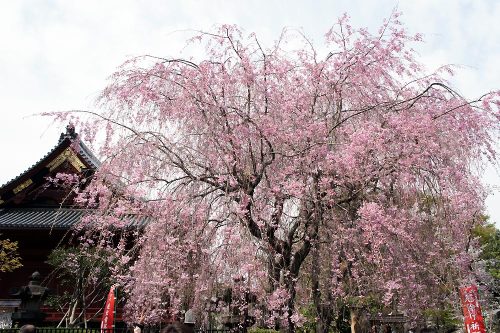 八重紅枝垂桜