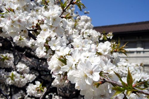 吉野枝垂桜