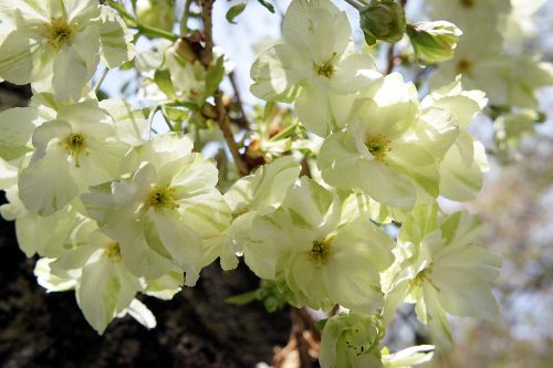 御衣黄桜